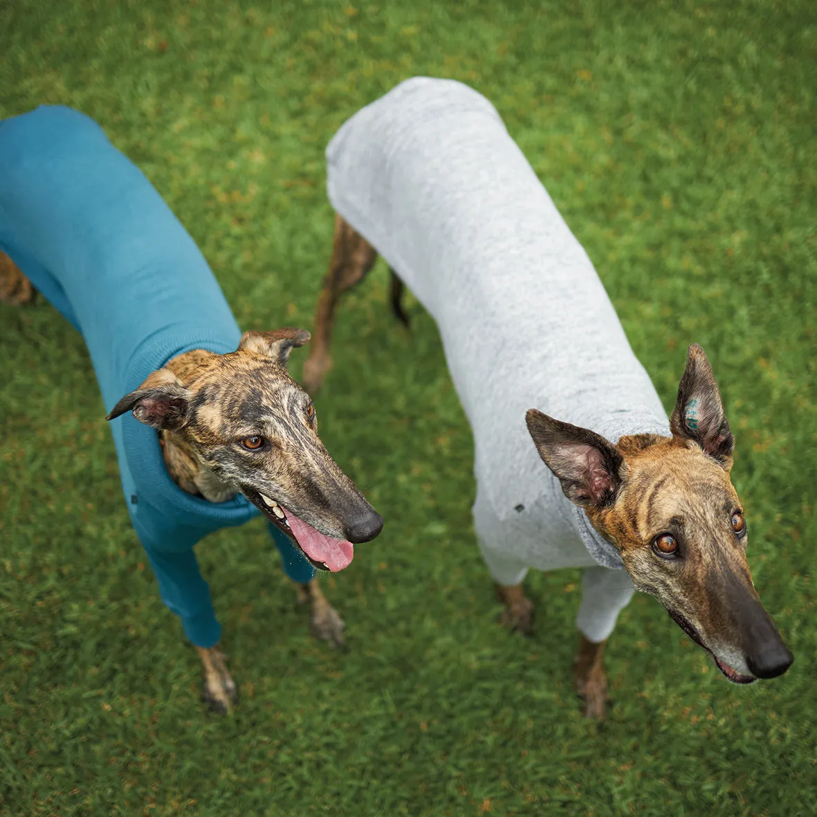 Greyhound Softie Jumper - Grey
